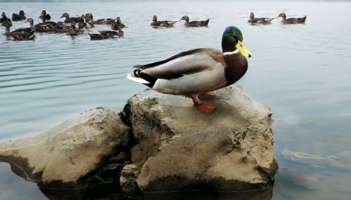 海鸭蛋与普通鸭蛋什么分别 海鸭蛋与普通鸭蛋有什么不同
