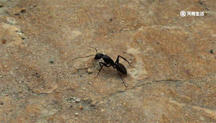 蚂蚁为什么搬死掉的同伴 蚂蚁为什么拖着死蚂蚁