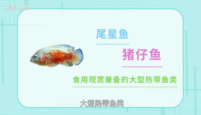 地图鱼吃什么 地图鱼吃颗粒饲料吗