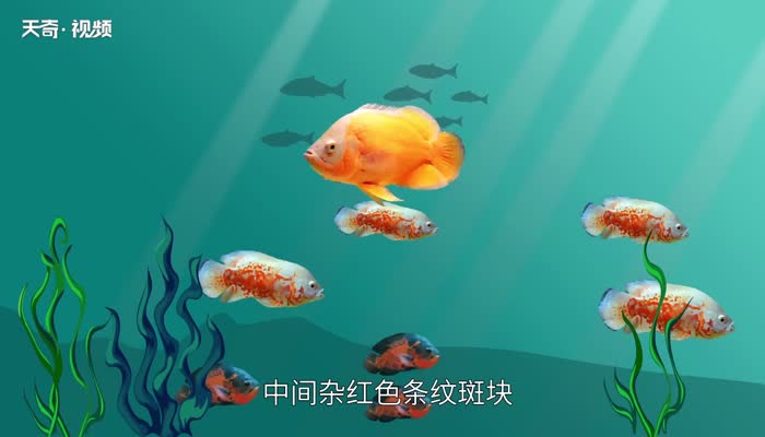 地图鱼吃什么 地图鱼吃颗粒饲料吗