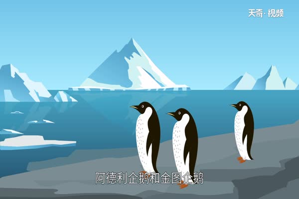 企鹅是哺乳动物吗 企鹅怎么繁殖和哺乳