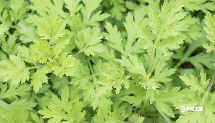 艾草的功效与作用 艾草的功效与作用禁忌