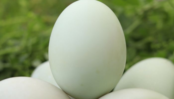 海鸭蛋与普通鸭蛋什么分别 海鸭蛋与普通鸭蛋有什么不同