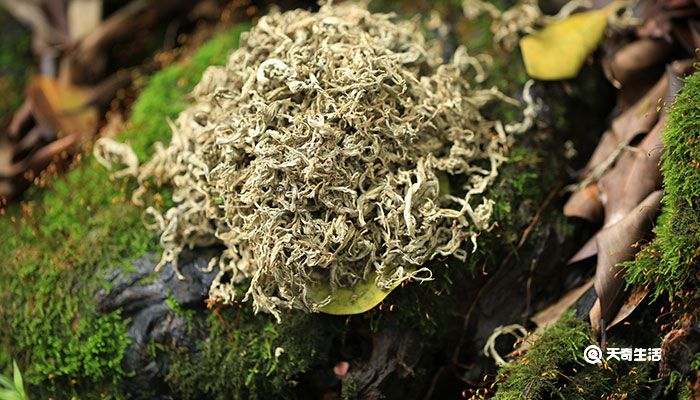 艾草的功效与作用 艾草的功效与作用禁忌