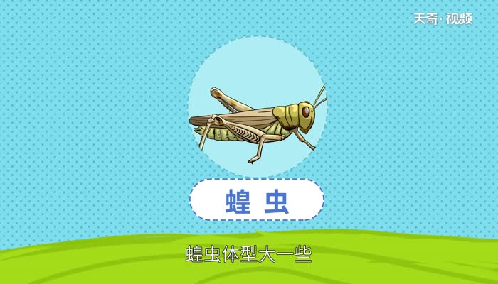 蝗虫和蚂蚱的区别 蝗虫和蚂蚱的区别是什么