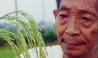 袁隆平怎么发现水稻的 袁隆平发现水稻的故事概括100