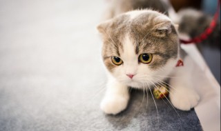 为什么养猫就没有蟑螂 为什么养猫就没有蟑螂呢
