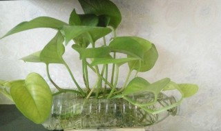 废品变成宝怎么做简单作品（废品变为宝的作品简单的作品）