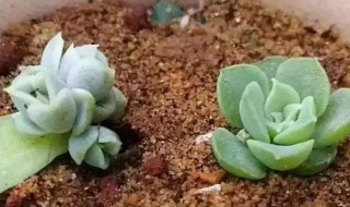 多肉植物的扦插方法（多肉植物的扦插方法和注意事项）