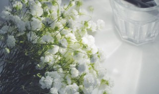 满天星的花语是什么意思（玫瑰配满天星的花语是什么意思）