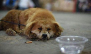 看见的流浪狗应该怎么做 如果看到流浪狗我们应该怎么帮助他