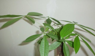 发财树新芽枯萎怎么办（发财树发了新芽又枯萎了怎么办）