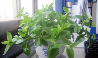 一进门见到什么植物好 一进门见到什么植物好富贵竹