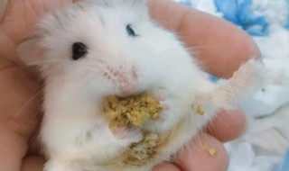 被仓鼠咬了怎么办 被仓鼠咬了怎么办 手指 小孩子