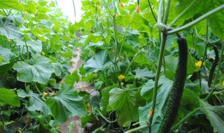 秋黄瓜种植时间和方法（秋黄瓜的种植时间和方法）