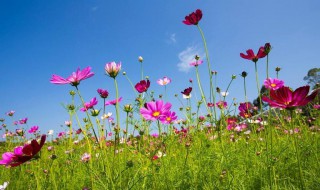 格桑花唯美花语