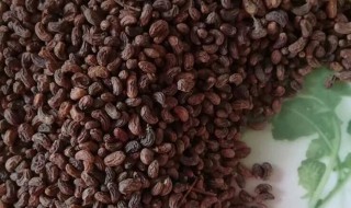 女贞子的食用方法 女贞子的食用方法是什么