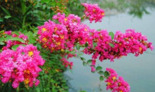 痒痒树花有什么功效 痒痒树是什么花