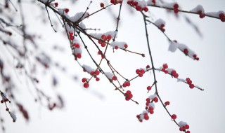 梦见下大雪 梦见下大雪是什么征兆 女性