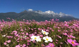 梦见格桑花啥意思 梦到格桑花