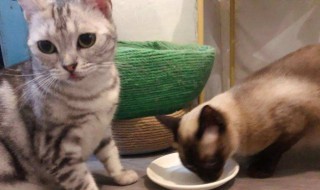 半熟的鸡胸肉可以给猫吃吗（半熟的鸡胸肉可以给猫吃吗）