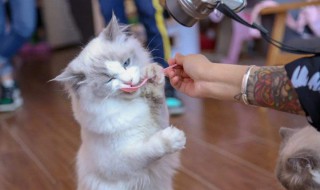 吸猫的意思（吸猫是什么意思网络语）