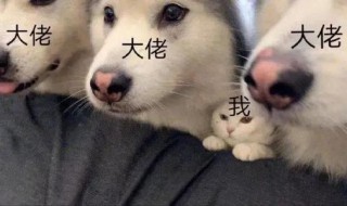 沙雕又可爱的王者荣耀文案（关于王者荣耀的沙雕文案）