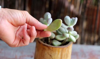 多肉巧克力的养殖方法和注意事项（多肉巧克力的养殖方法和注意事项图片）