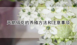 天鹅绒花的养殖方法和注意事项 天鹅绒花的养殖方法和注意事项视频