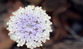 翠珠花有毒吗（翠珠花有味道吗）