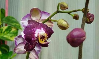 蝴蝶兰叶子掉光了还能活吗 蝴蝶兰叶子全部掉了还能活吗