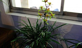 蕙兰花谢了 蕙兰花谢了怎么修剪