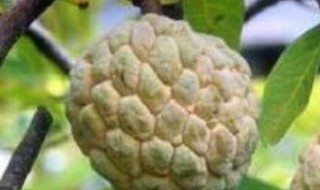 释迦果好种植吗 释迦果好种植吗冬天