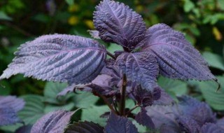 紫苏种子怎么种植方法 紫苏种子怎么种植方法和时间