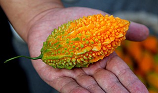 金癞瓜的种植方法和时间 金癞瓜什么时候种植