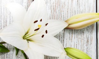 百合花怎么养 百合花怎么养殖方法