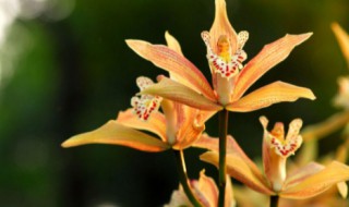 虎头兰花种植注意事项 虎头兰花种植注意事项和禁忌
