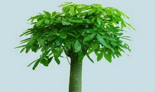 招财棍怎样养（招财棍怎样养才能发芽）