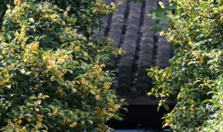 桂花树可以种在院子里吗（桂花树可以种在院子里吗?）