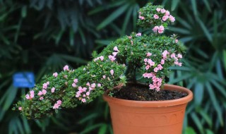 种植杜鹃花的小妙招 养杜鹃花小诀窍
