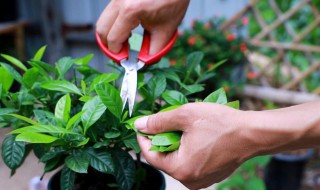 栀子花春季修剪方法（栀子花春季修剪方法视频）