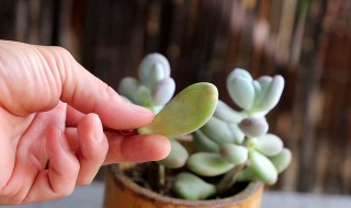 多肉布丁的养殖方法和注意事项（多肉布丁的养殖方法和注意事项图片）