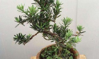 罗汉松浇水的正确方法（罗汉松浇水的正确方法是）