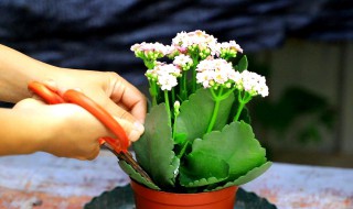 黑发丝植物怎么养（黑发丝植物怎么养叶面能喷啤酒吗）