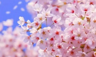 樱花有啥作用 樱花有啥作用和功效