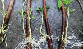 生根粉的作用和使用方法 生根粉怎样正确使用方法
