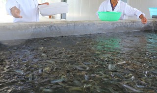 室内泥鳅养殖（室内泥鳅养殖设备）
