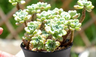 肉肉植物怎么养 多肉植物怎么养 方法