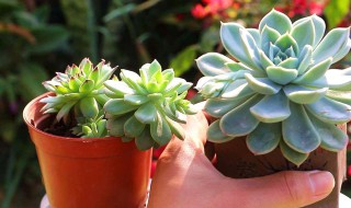 植物多肉怎么养殖（植物多肉怎么养殖方法）