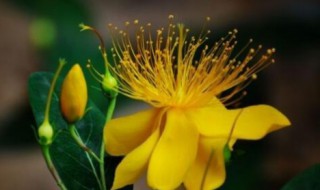 6月份开的花有哪些（6月份开的花有哪些花?）